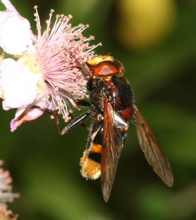 Dittero syirphidae: Volucella zonaria (maschio)